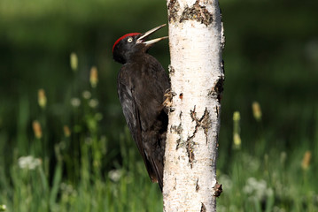 Male of Black woodpecker, Dryocopus martius