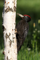 Male of Black woodpecker, Dryocopus martius