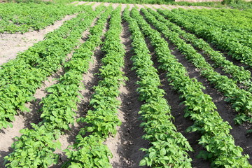 Fototapeta na wymiar Field with sprouted potatoes. Farm in the village. Season to plant potatoes. Green vegetable bushes.