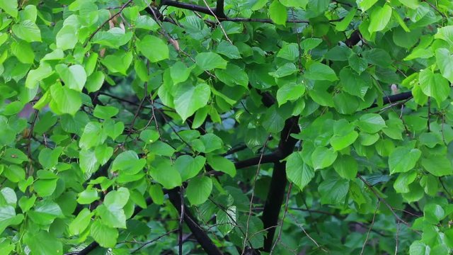 urginea maritima flover