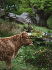 Little bull grazing in the outdoors