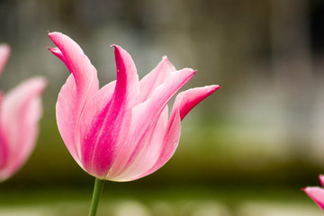 Fototapeta premium tulipano rosa