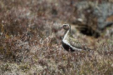 Golden Plover, despite his remarkable breeding plumage still well camouflaged in the Icelandic graslands.