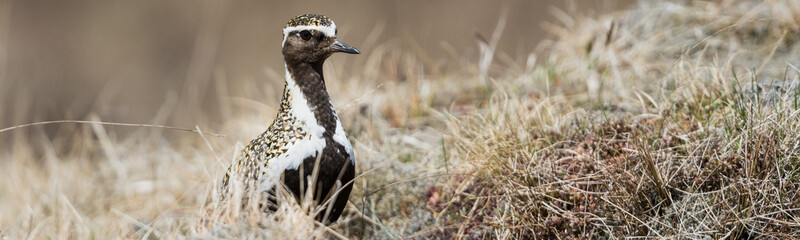 Golden Plover, despite his remarkable breeding plumage still well camouflaged in the Icelandic graslands.