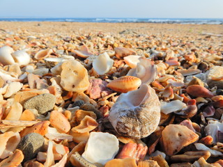 海岸の貝殻
