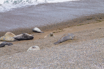 Elephant seals on Caleta Valdes beach, Patagonia, Argentina