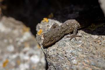 Kotschy's gecko (Mediodactylus kotschyi ) sitting on a stones close-up in a sunny day