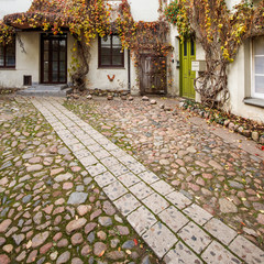 Wild grapes in an old courtyard with a stone path