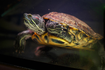Red-eared turtle in the aquarium