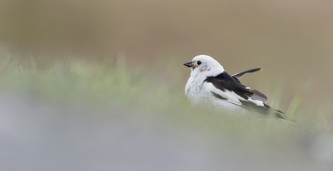 The snow bunting (Plectrophenax nivalis) is a passerine bird in the family Calcariidae