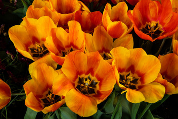 Gelb-orangerote Tulpen