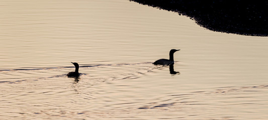 The red-throated loon (North America) or red-throated diver (Britain and Ireland) (Gavia stellata)