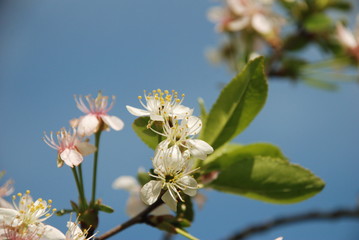 white flowers of cherry tree