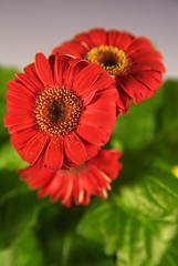 Closeup of red flower with light paper