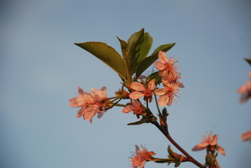 flowers painted by the sun