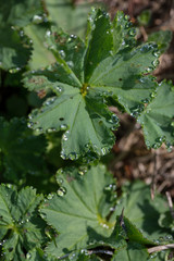 Large drops of dew on gently green leaves early in the morning in the first beams of the warm spring sun. Soft focus. Macro.