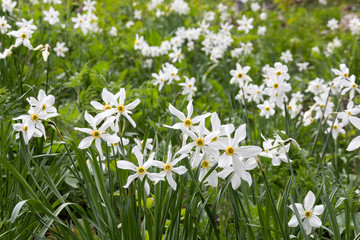 Wild narcissus flower (narcissus poeticus) on the Swiss Alps moutain in vaud riviera over Montreux