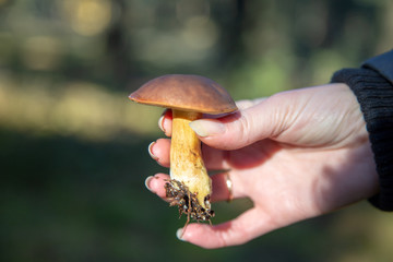 grzyb w dłoni © Grafik-Komputerowy