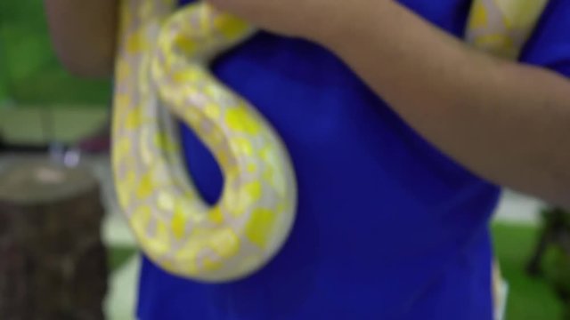 yellow Python is moving around human body 
