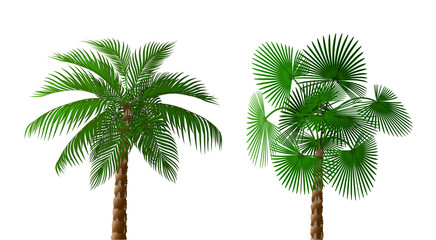Two Tropical lush dark green palm trees of different types. illustration
