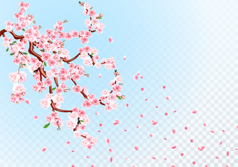 Sakura. Branches with pastel flowers, leaves and cherry buds. Cherry Petals. Transparent Background illustration