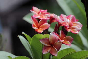flower in the garden