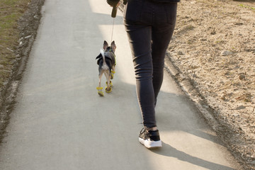 Naklejka na ściany i meble Young modern european girl walks with a little dog toy terrier