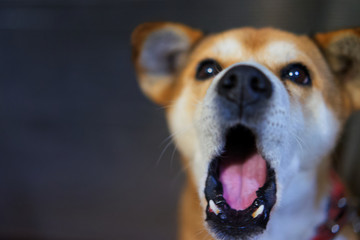 あくびする犬