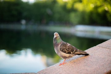 pigeon sitting on a granite stone near the pond