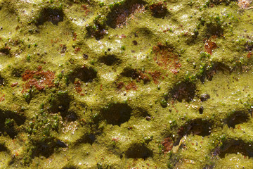 Mossy green Craters