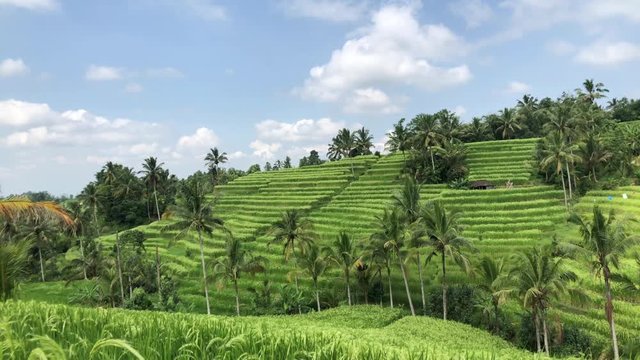 Jatiluwih Rice Terraces In Bali, rice paddies landscape with overcast sky, green fields on the background of mountains