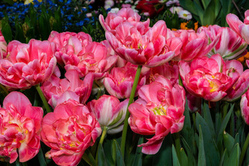 Obraz premium Rosa Tulpen