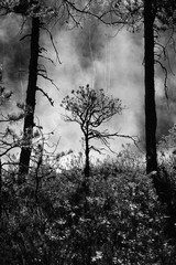 Misty spring morning at pine tree marsh forest in Tammela, Southern Finland. 