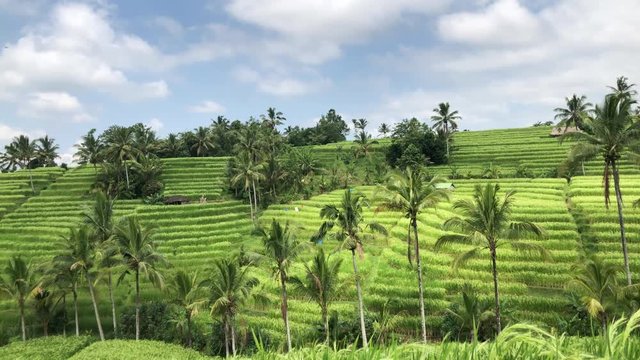 Jatiluwih Rice Terraces In Bali, rice paddies landscape with overcast sky, green fields on the background of mountains