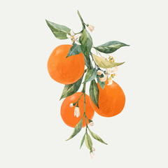 Aquarell-Zitrusfrüchte-Vektorillustration © Zenina-Lembrik