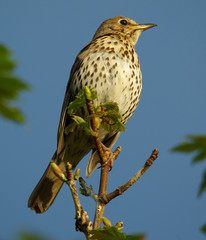 Song Thrush On Watch