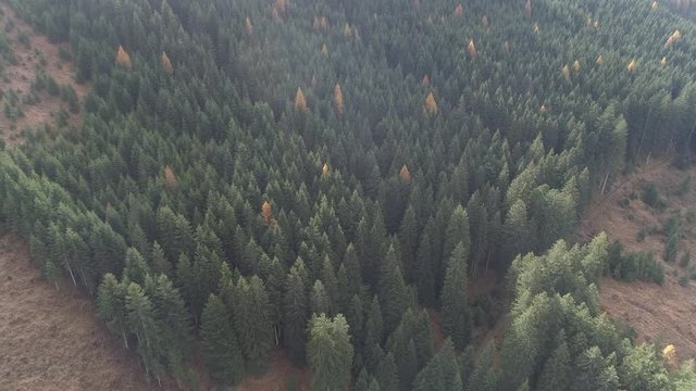 Bosco di abeti in Trentino - Drone