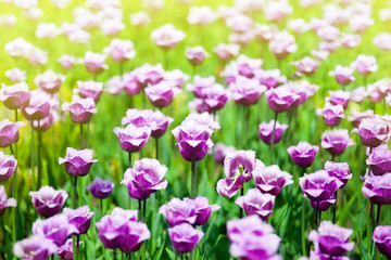 Many purple tulips flowers on blurred sunny background close up, violet tulips on blooming summer field, spring meadow blossom flowers with sun light, floral pattern, greeting card design, copy space