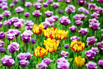 Obraz premium Red, yellow and purple tulips flowers on blurred bokeh background close up, beautiful summer nature blooming tulips field, colorful spring season flowers blossom, natural floral pattern, copy space