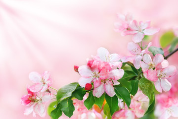 Blooming apple tree branch with white and pink flowers and green leaves on blurred background close up, beautiful spring cherry blossom in sun beams light, pink sakura flowers in bloom, copy space 
