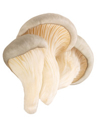Oyster mushrooms pleurotus, paths