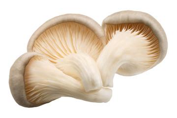 Fototapeta na wymiar Oyster mushrooms pleurotus, paths