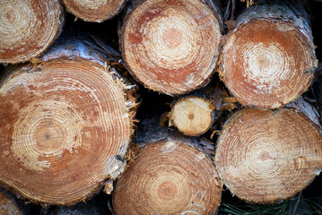 Holz