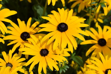 Obraz premium Schönes Blühendes Gelb