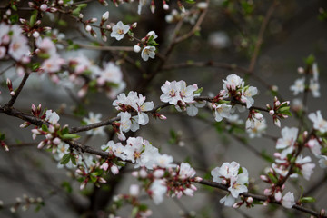 Flowers bloom on a branch of cherry