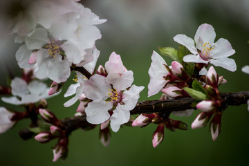 Flowers bloom on a branch of cherry close-up