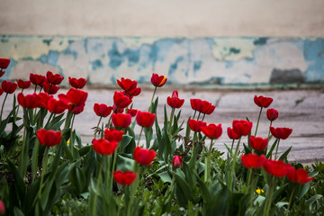 Red tulips on the background of the old wall with peeling blue plaster