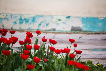 Red tulips on the background of the old peeling blue wall