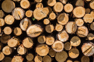 Wooden natural cut logs textured background. Cross section of pine Logs