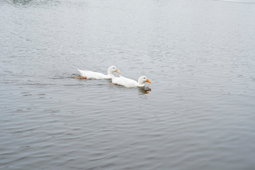 swans swiming